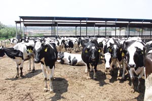 VIP888��(�й���½)�ٷ���վ